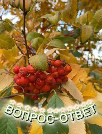Вопрос-ответ