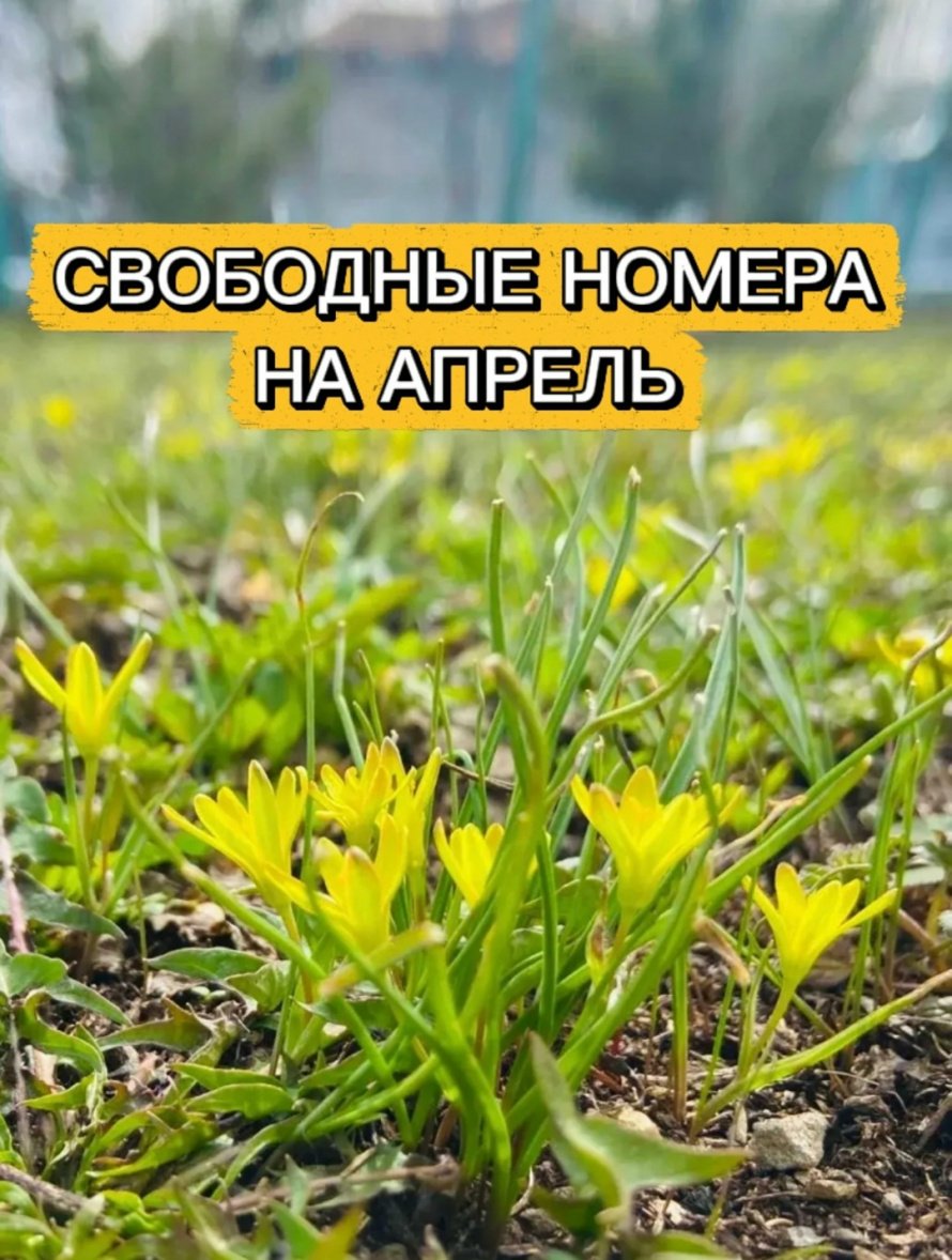 Свободные номера на апрель